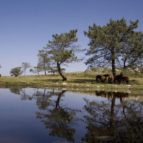 Charla – Roteiro: Humidal de Pinzás: paisaxe e biodiversidade no Monte da Groba