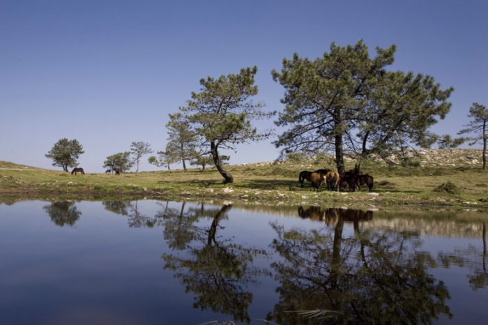 Charla – Roteiro: Humidal de Pinzás: paisaxe e biodiversidade no Monte da Groba